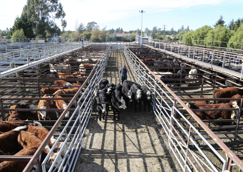 Cattle available to buy in New Zealand