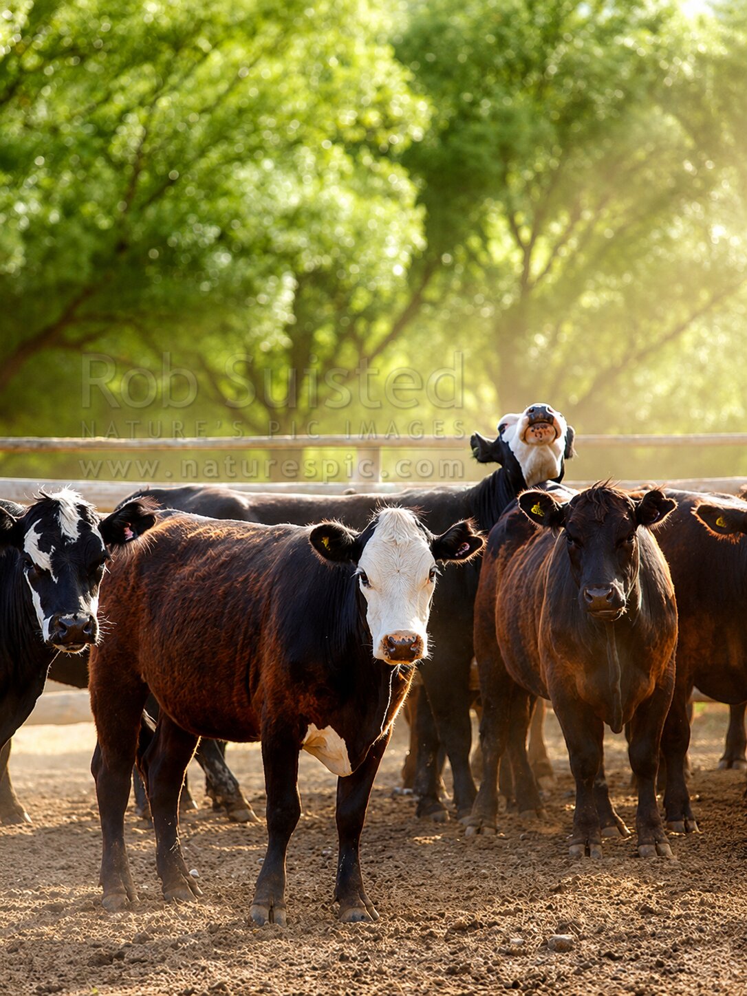 58 Hereford Friesian x heifers