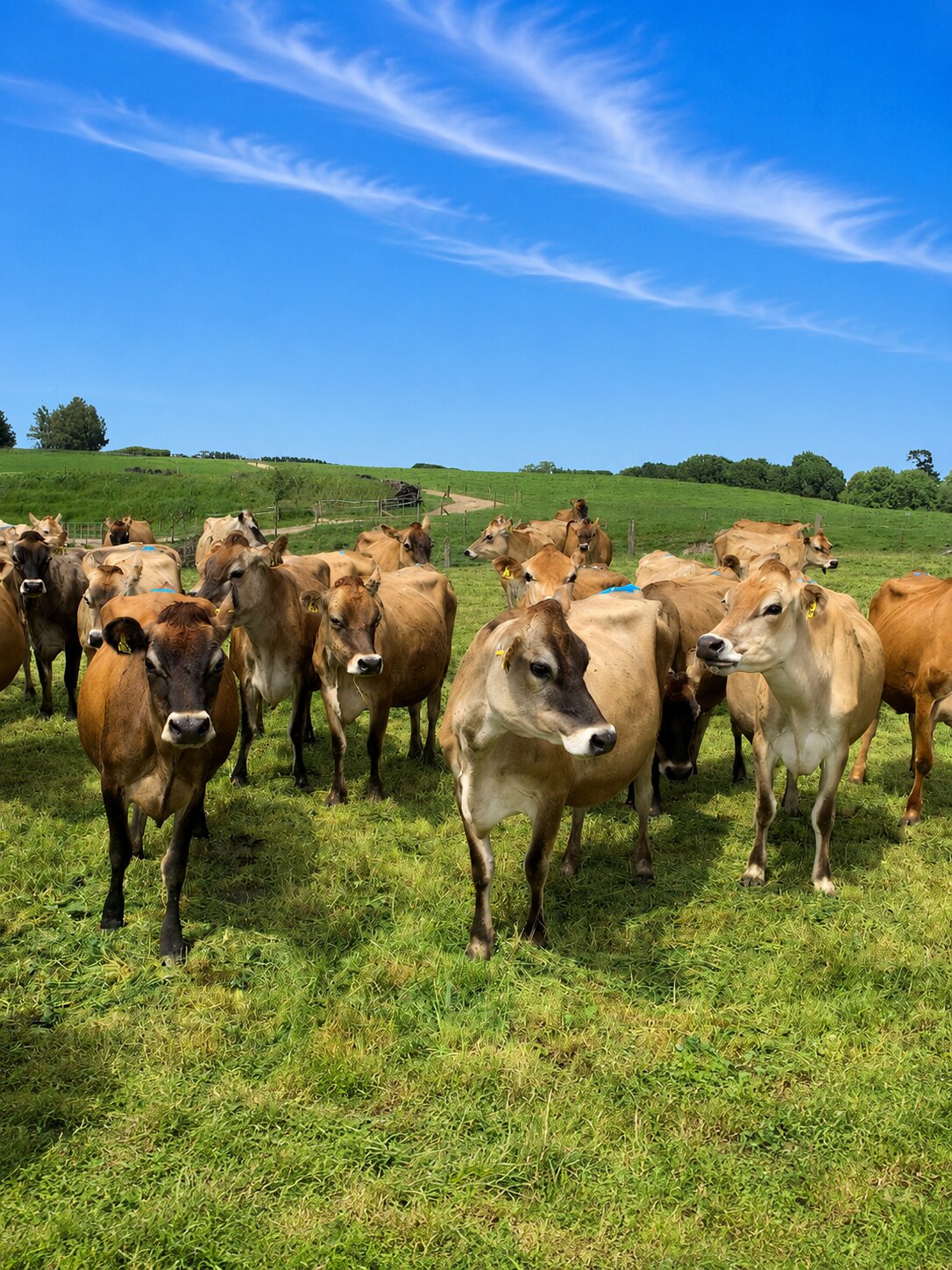 24 Jersey in-calf heifers