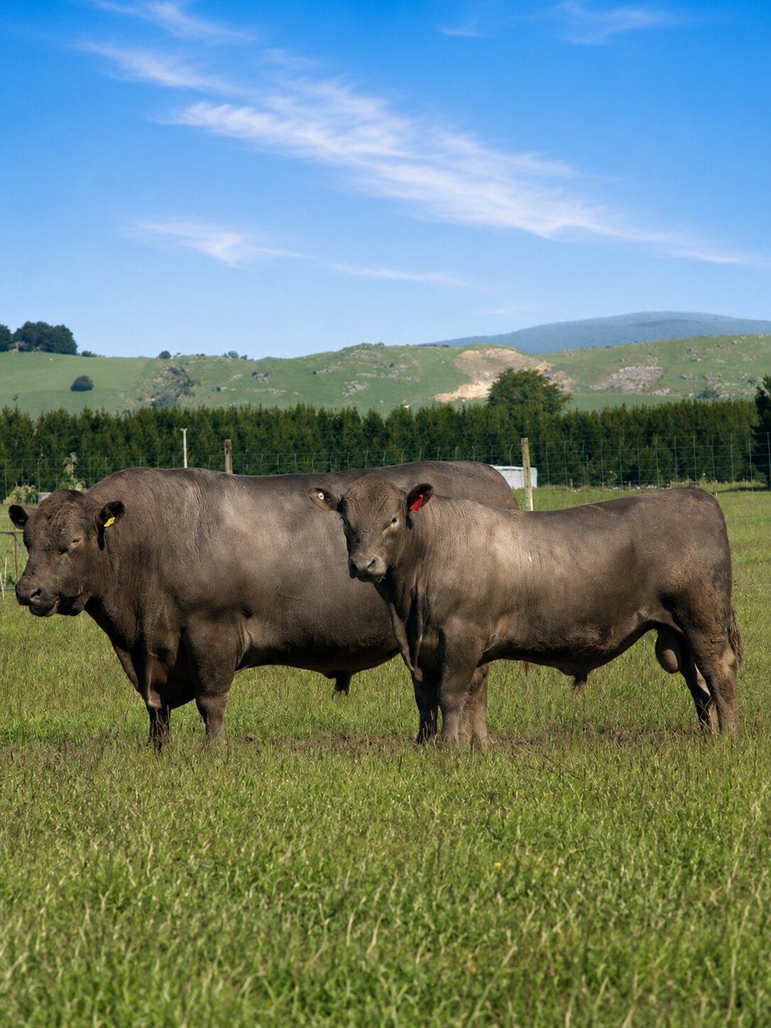 Murray Grey cattle