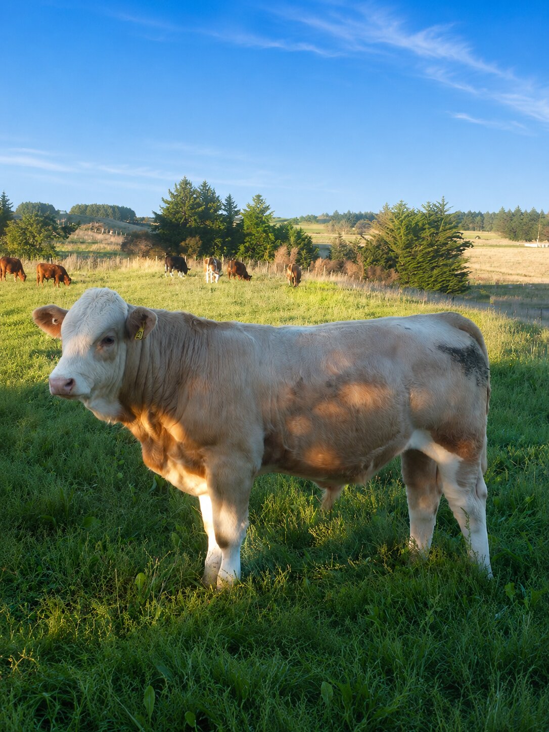 Simmental cattle