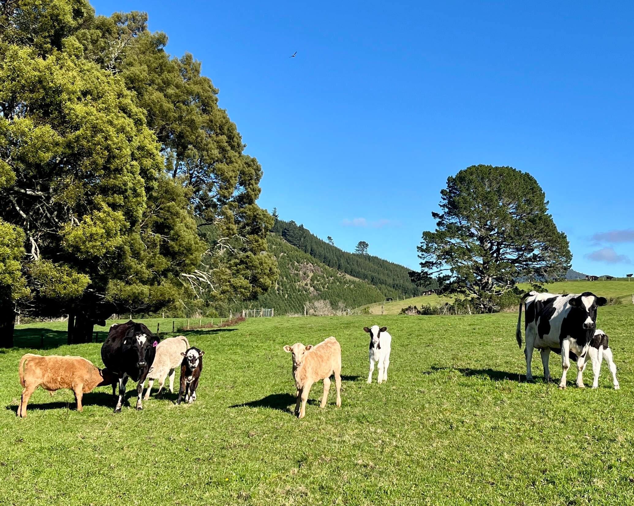Saleyard cattle market email report preview