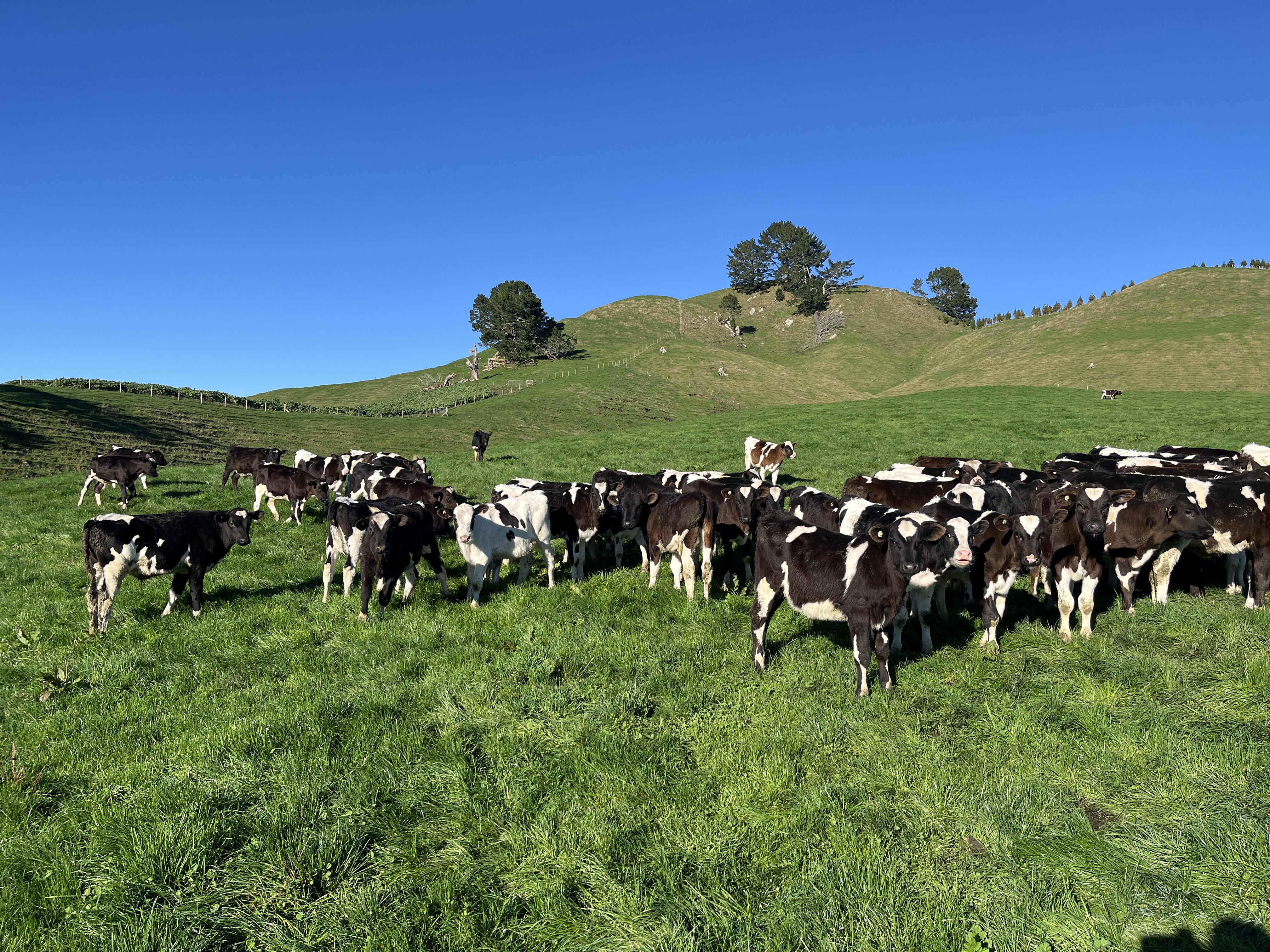 20 Friesian Bull Weaners