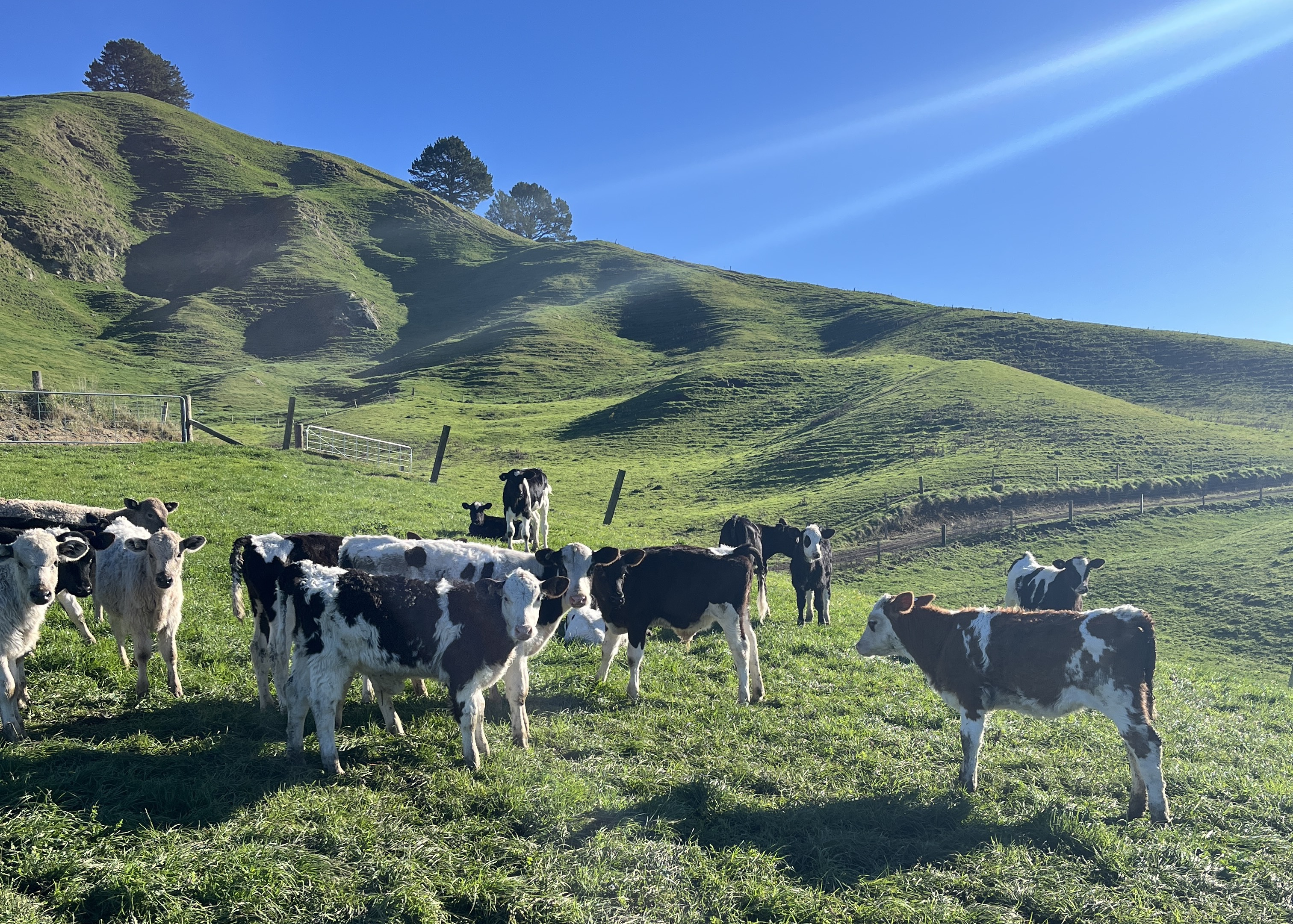 10 Hereford Friesian Cross Weaner Bulls