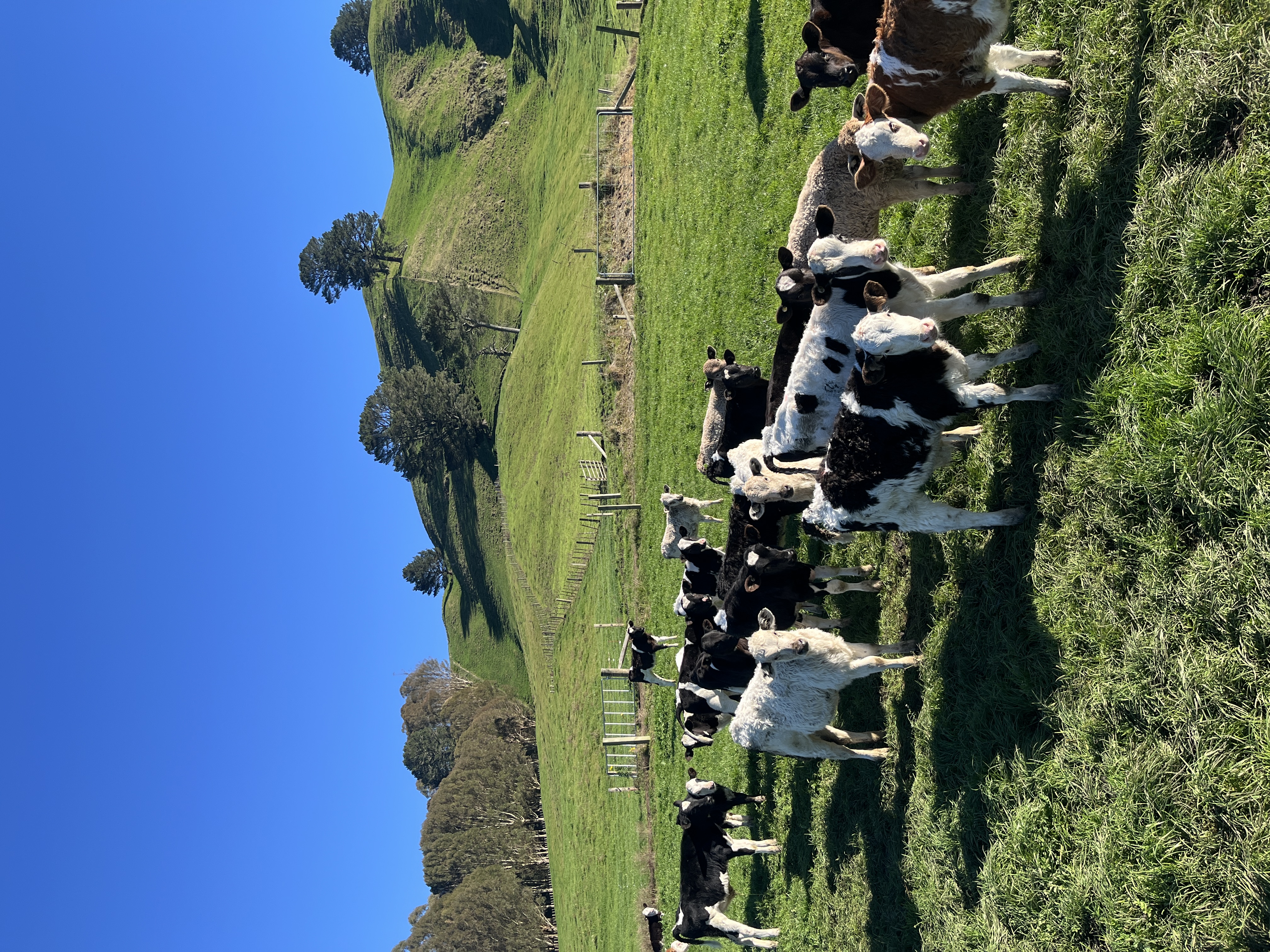 10 Hereford Friesian Cross Weaner Heifers