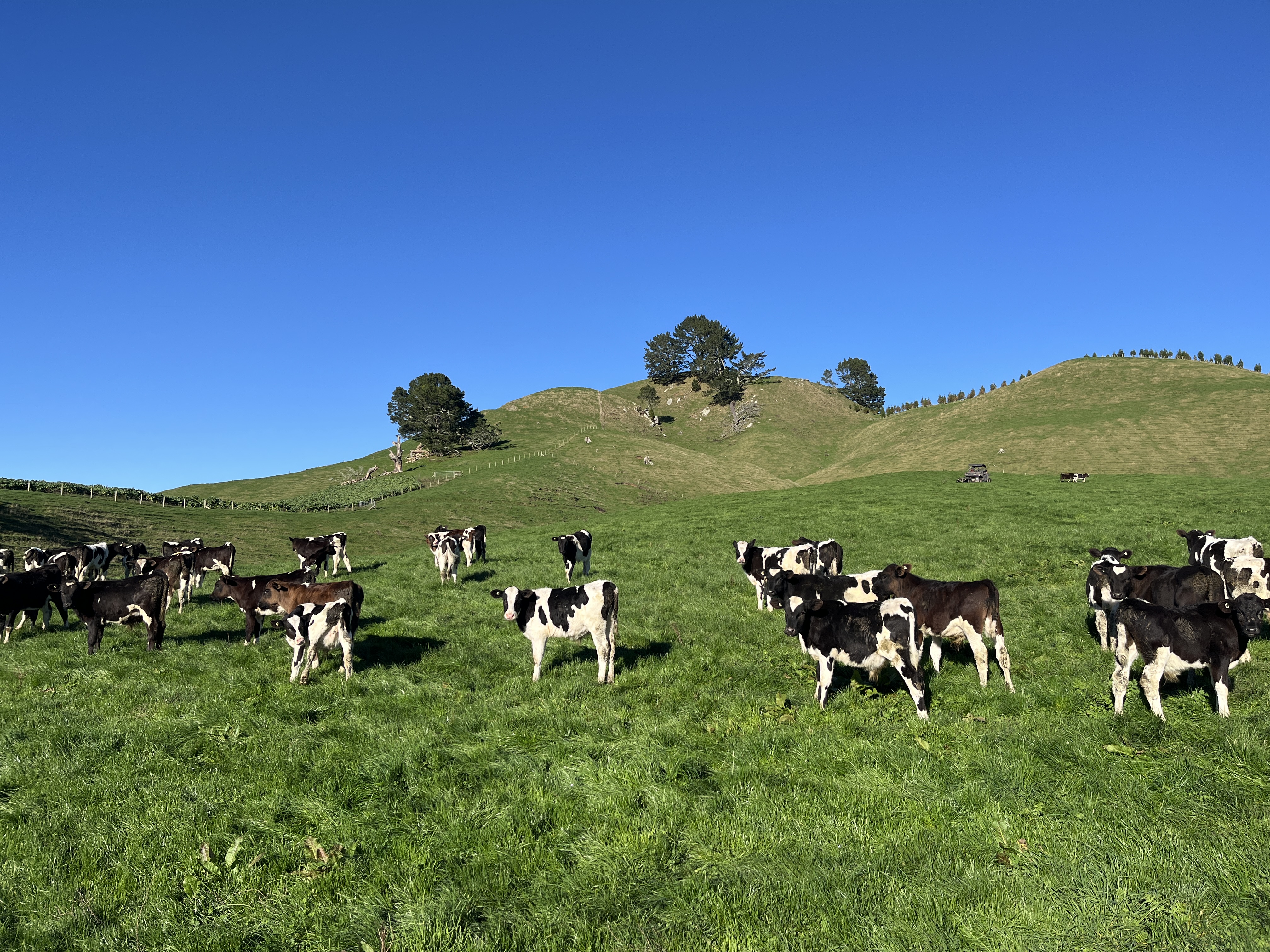 Cattle grazing in a green New Zealand paddock
