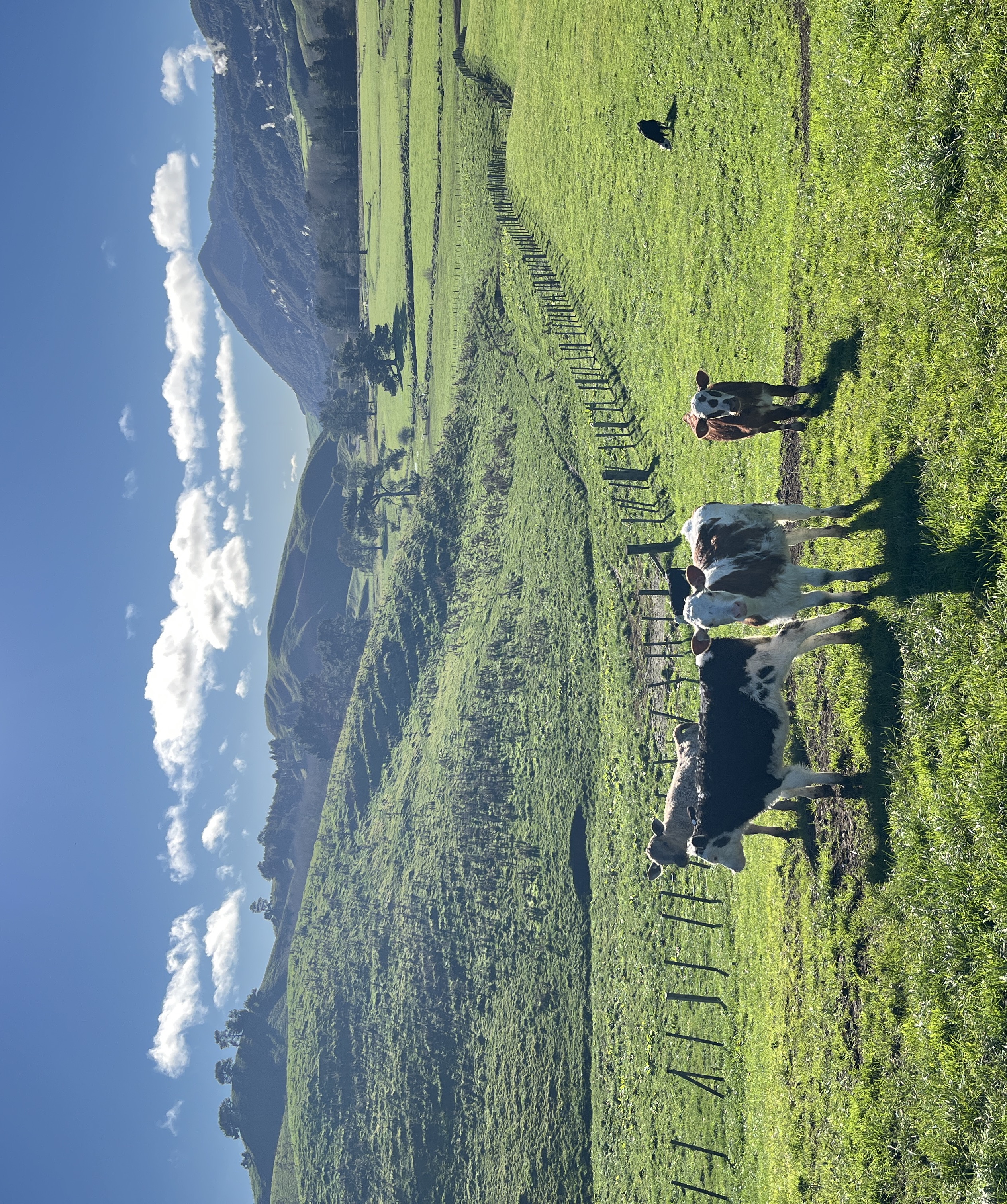 10 Red Hereford Weaners — image 1