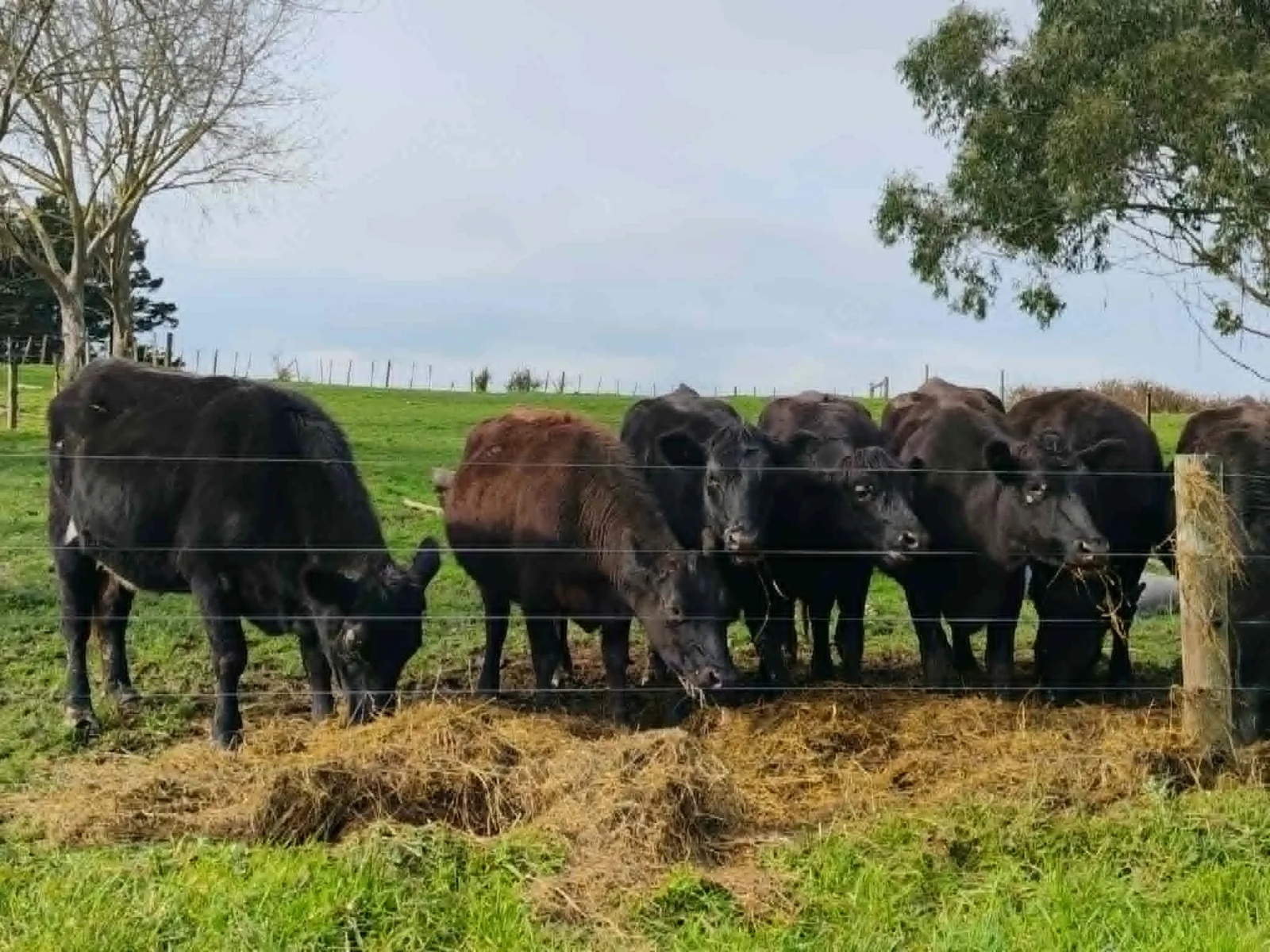 Group of dark-coated Angus-cross Jersey heifers gathered beside a fence in a grass paddock
