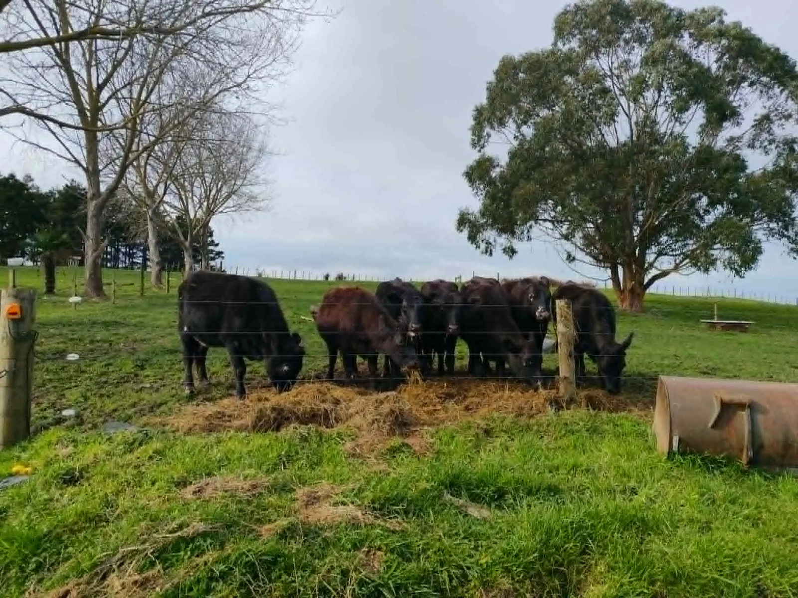 Angus-cross Jersey heifers standing together in a grass paddock