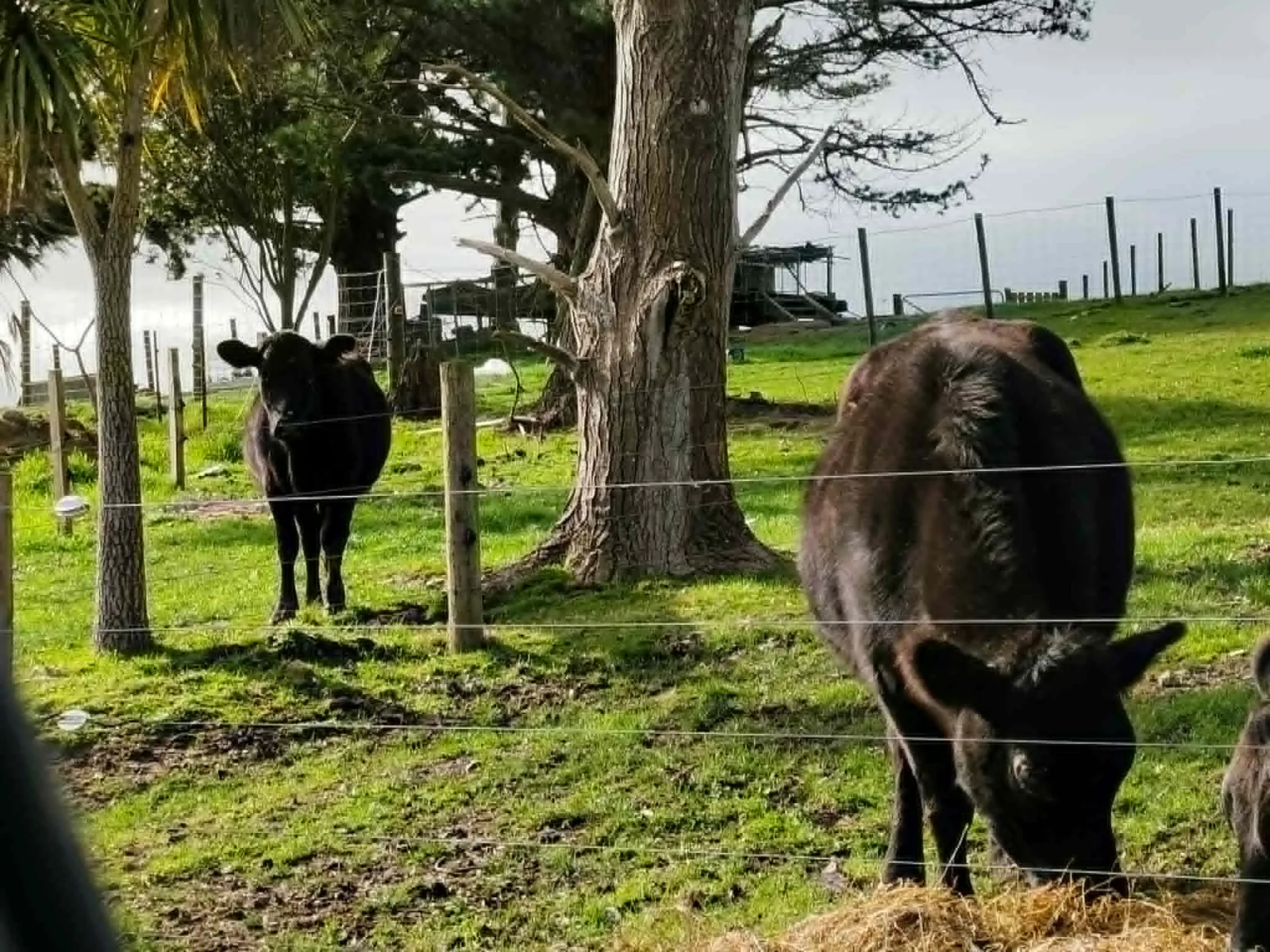 Two dark-coated Angus-cross Jersey heifers grazing among trees