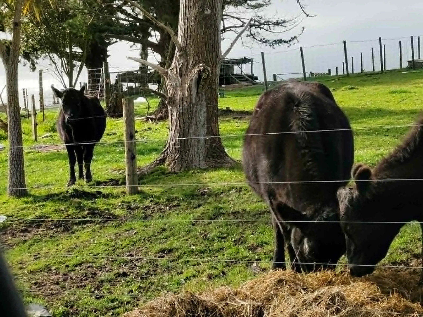 Dark-coated Angus-cross Jersey heifers grazing near a tree