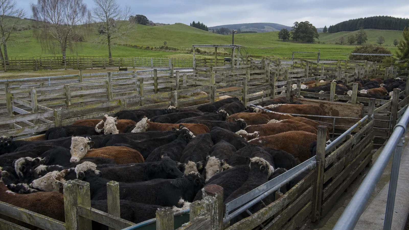 Angus and Hereford-cross cattle in New Zealand-style timber saleyard pens