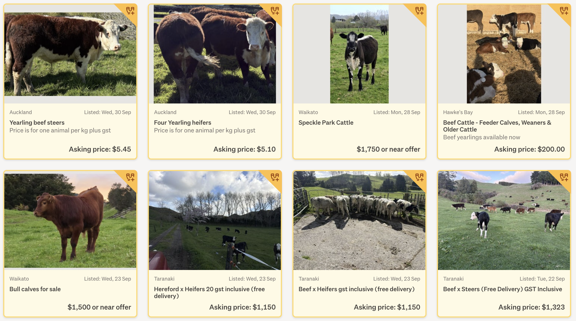 Screenshot of Trade Me cattle listings with yellow listing cards