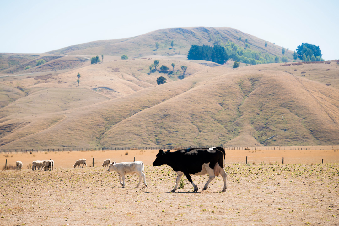 A cow and calf cross a dry paddock, with sheep and dry hills behind them.
