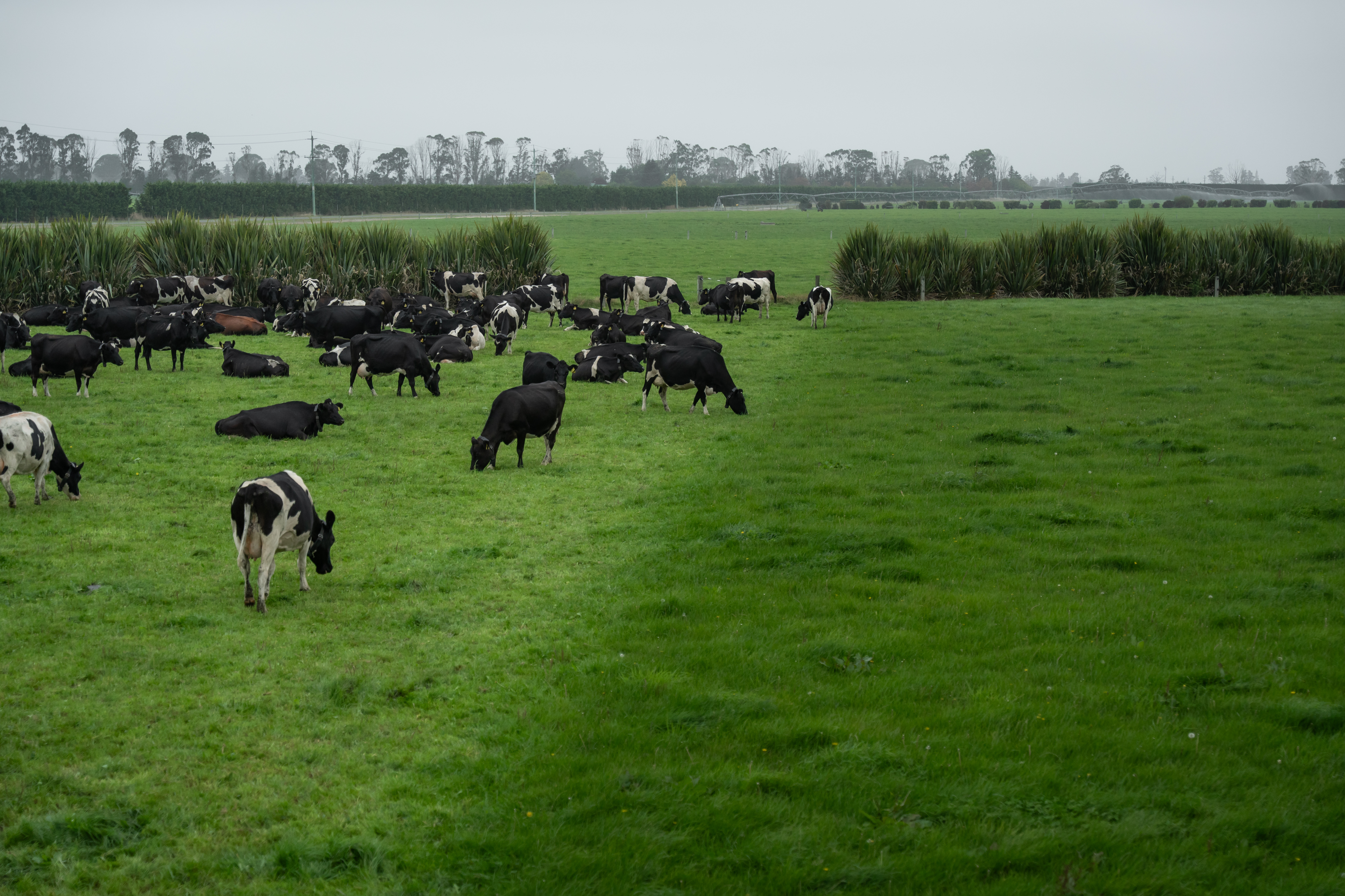 Dairy cows grazing and resting on a green pasture.