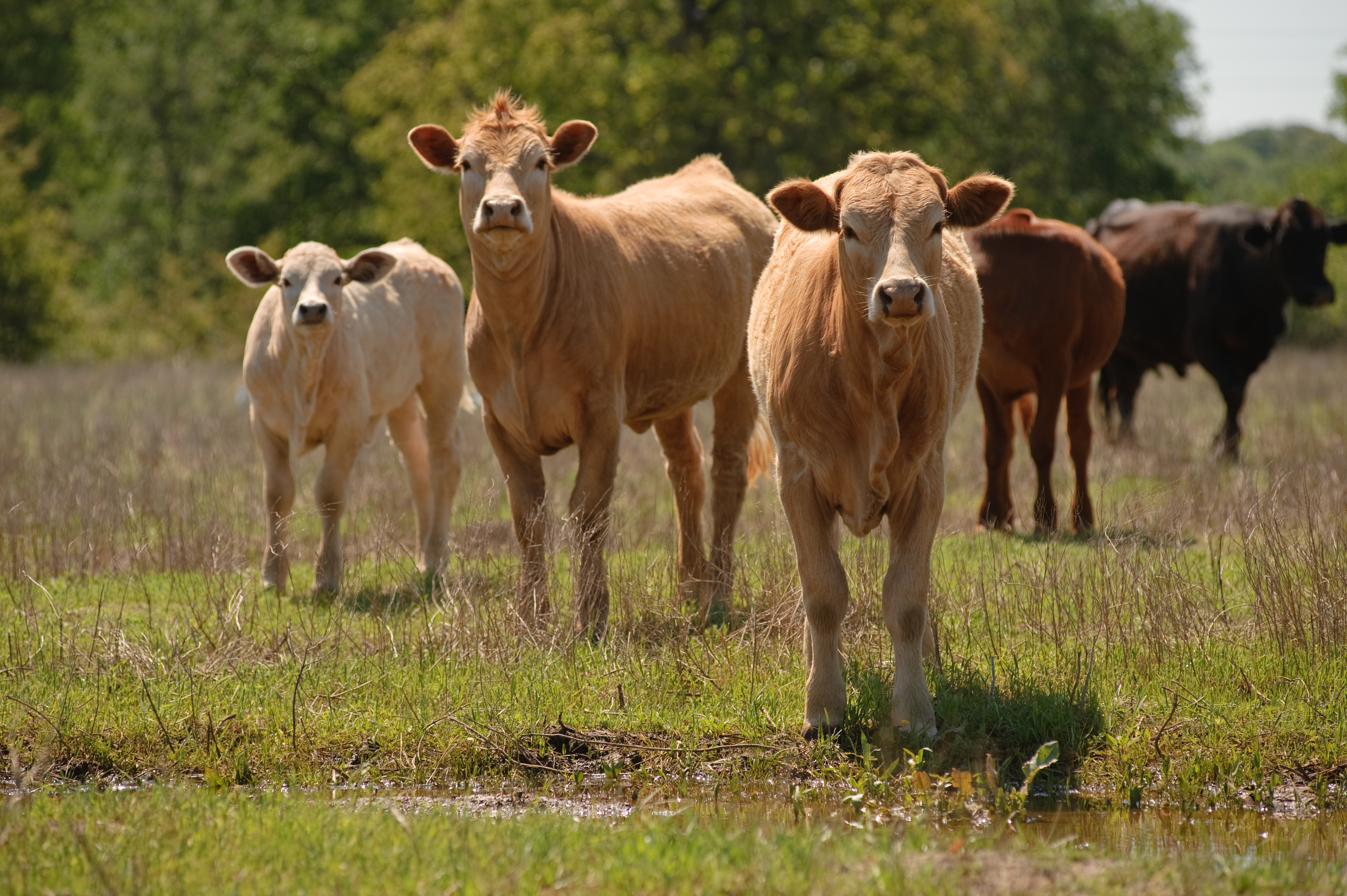 Cattle from the USDA NRCS Texas photo collection standing in pasture.