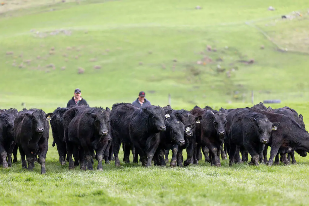 Black cattle on green pasture with two people standing behind the herd.