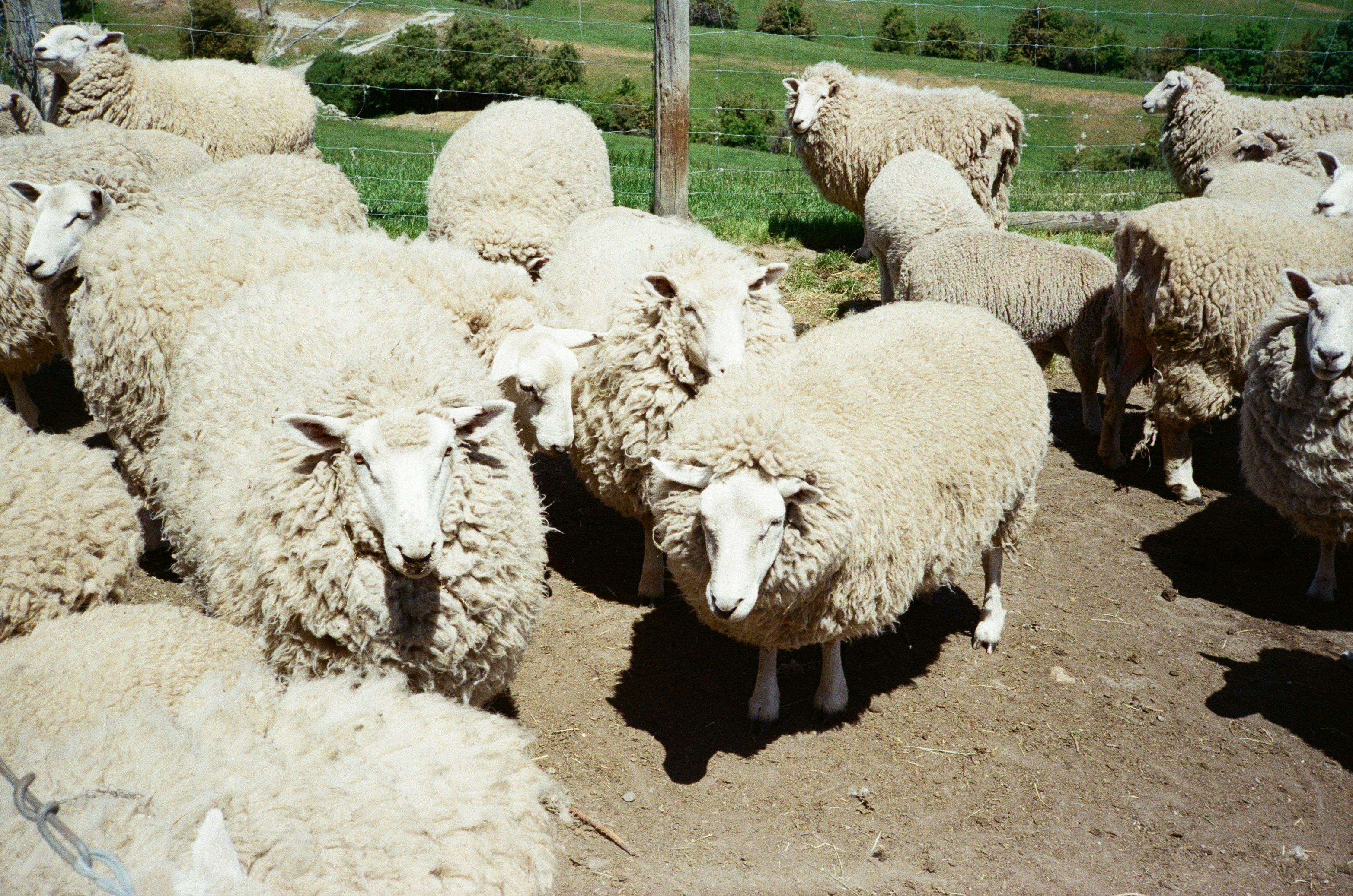A flock of woolly sheep standing beside a fence in New Zealand.