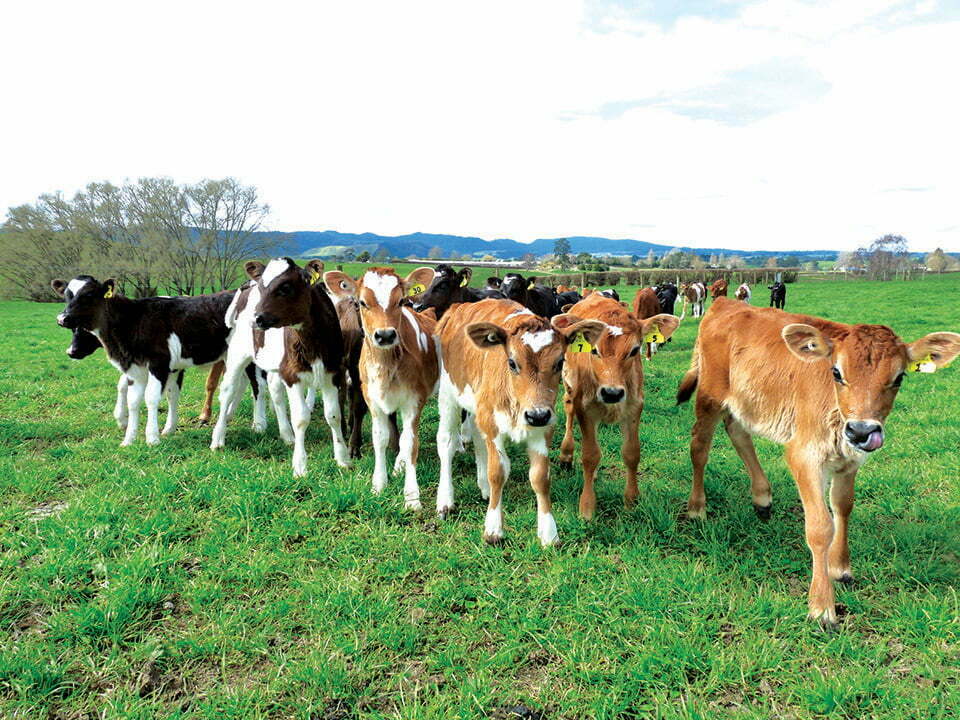 Young dairy calves standing together in a green paddock.