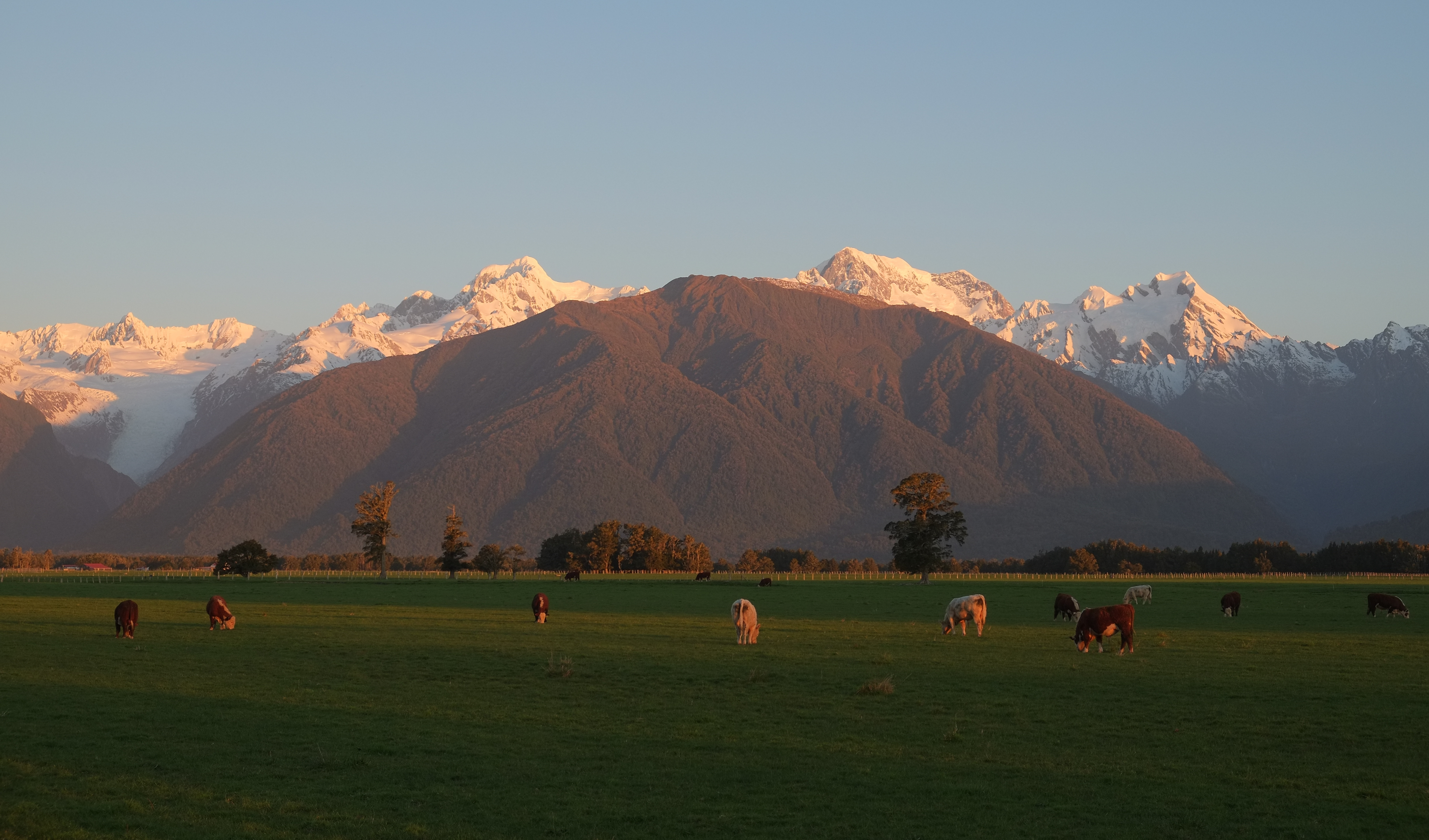 Cattle in a West Coast paddock with Mount Tasman and Aoraki Mount Cook behind.