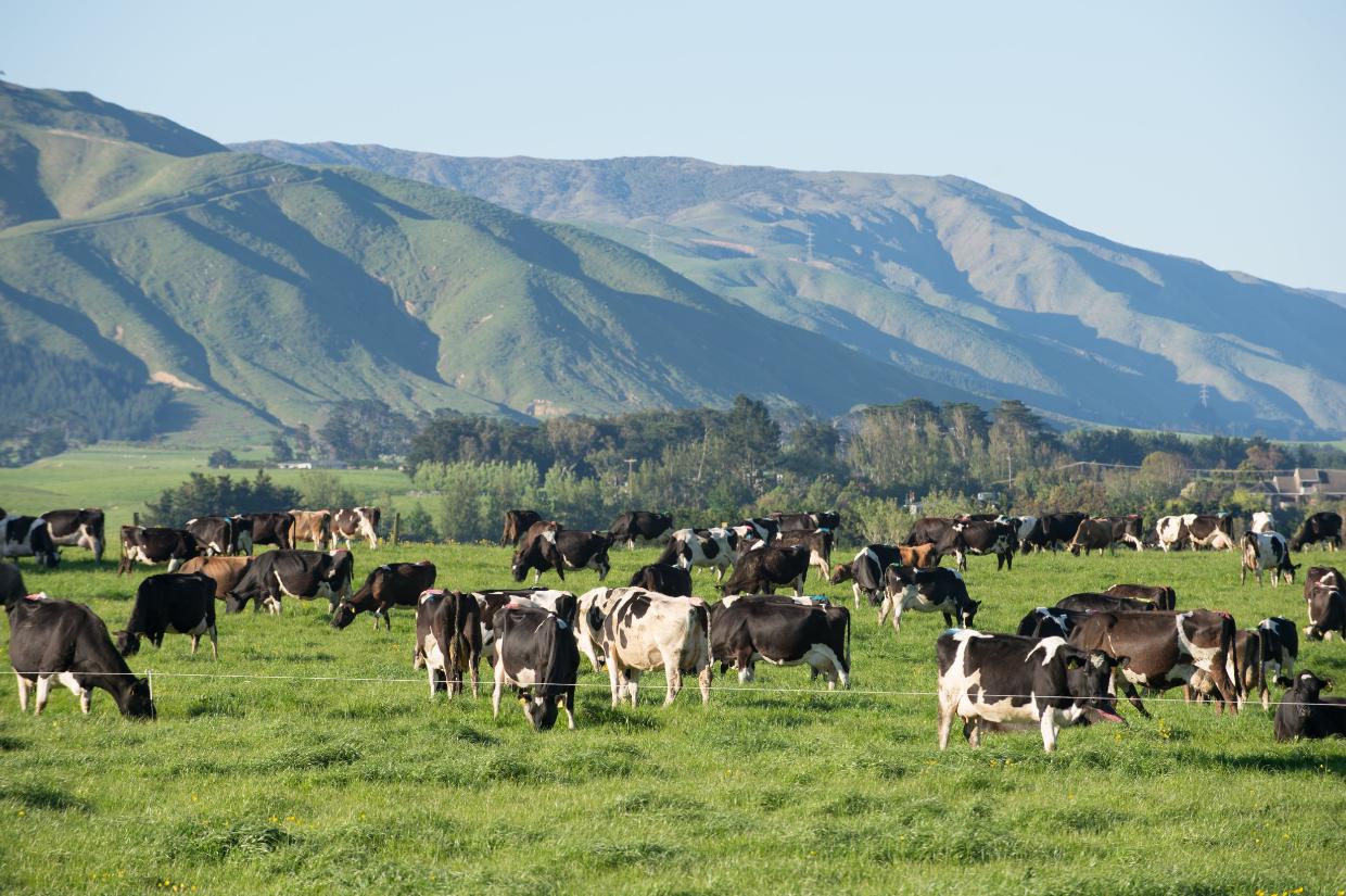 Dairy cattle grazing on green pasture beneath New Zealand hill country.